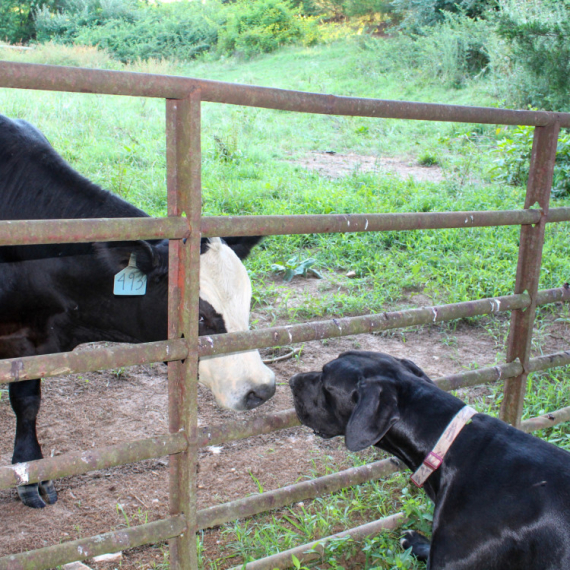Oduševićete se kada vidite kako ovaj bik i pas IGRAJU FUDBAL! Njihova ljubav otapa i najtvrđa srca (VIDEO)