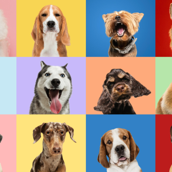 15 najvernijih rasa pasa: Za vlasnika i porodicu daće i život, a jedan se posebno izdvaja