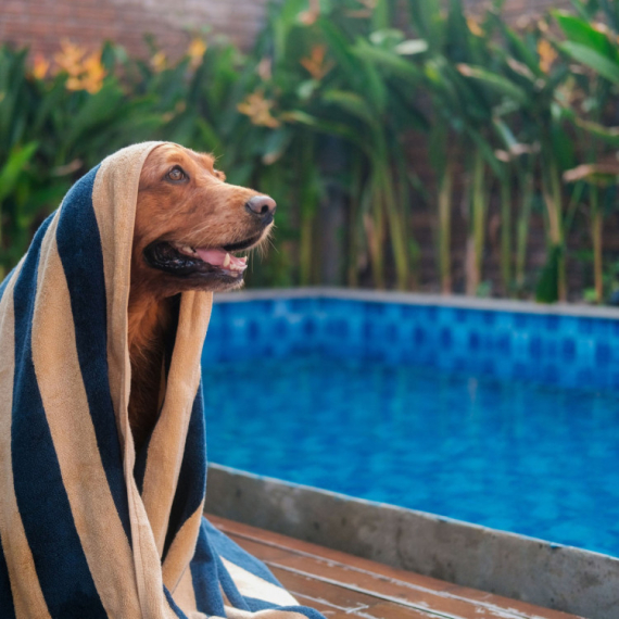 I njima je vrućina: Šta sve treba da znate ako želite da pustite svog psa da se brčka u bazenu