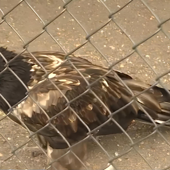 JEDINSTVENI PRIMERAK u Beogradskom zoo-vrtu: Ovo su ORLOVI BRADANI - u prirodi ih više nema, a zašto su izuzetno VAŽNI? (VIDEO)