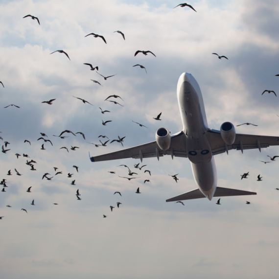 Jato ptica može predstavljati OPASNOST PO PUTNIKE U AVIONU! Evo šta kaže pilot: "Ptica sagori i delovi motora mogu da..."