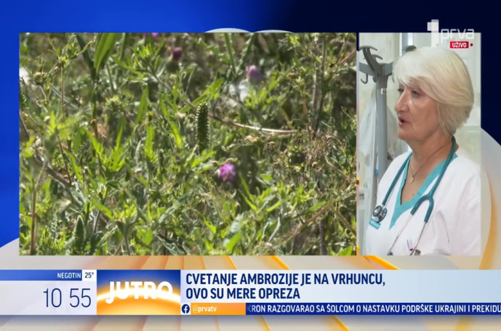 Koncentracija ambrozije znatno iznad graničnih vrednosti – šta kažu lekari!?