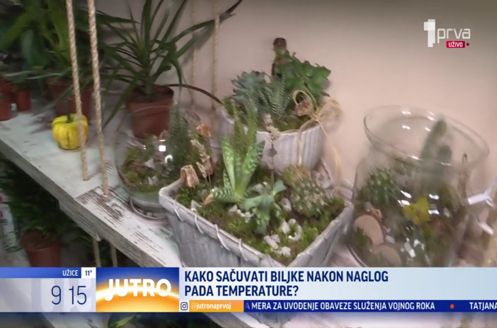 Šta uraditi sa cvećem kad naglo padne temperatura?