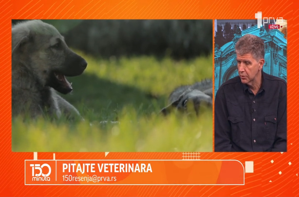 Veterinar Vlada Terzin odgovara na pitanja gledalaca