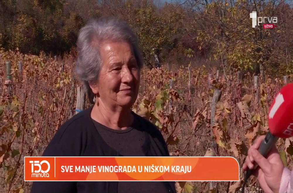 Može li se vratiti stara slava niških vinogradara?