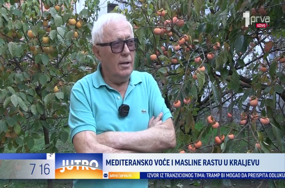 Dragan Đurović iz Kraljeva uzgaja mediteransko voće: Šta se sve nalazi u njegovoj bašti i kako mu to uspeva?