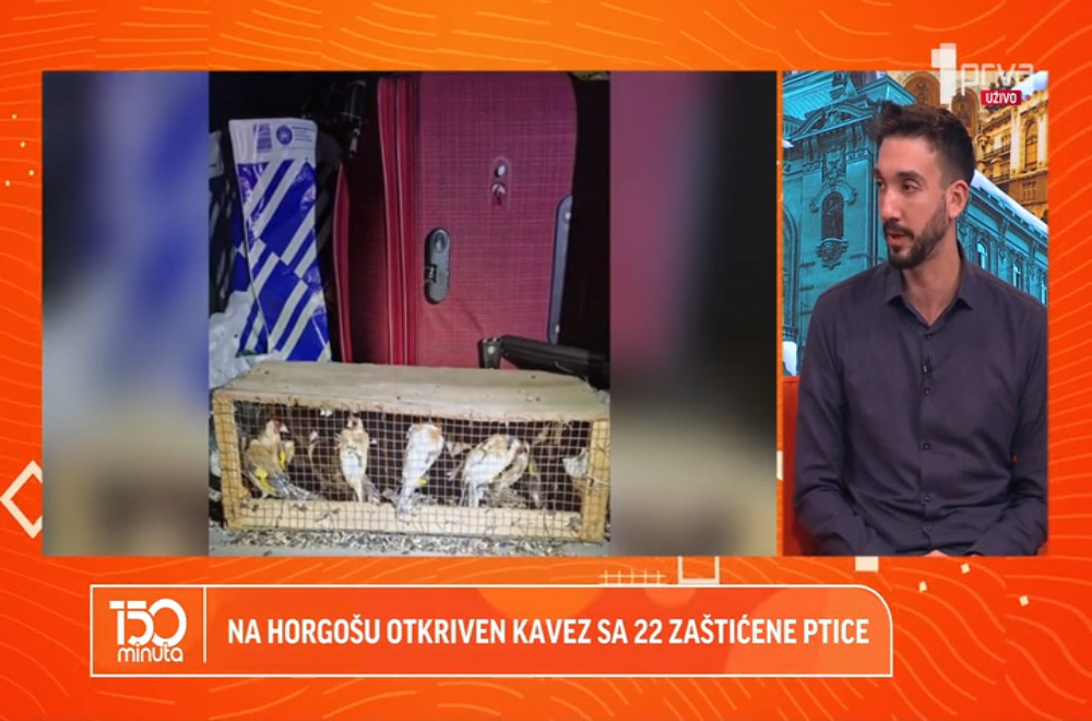 Zašto ilegalni transport ptica pevačica postaje sve češći?