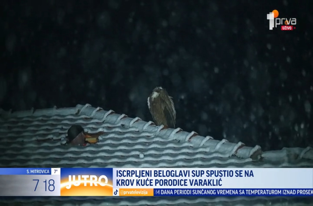 Kako je izgledala akcija spasavanja beloglavog supa koji je sleteo na kuću porodice Varaklić?