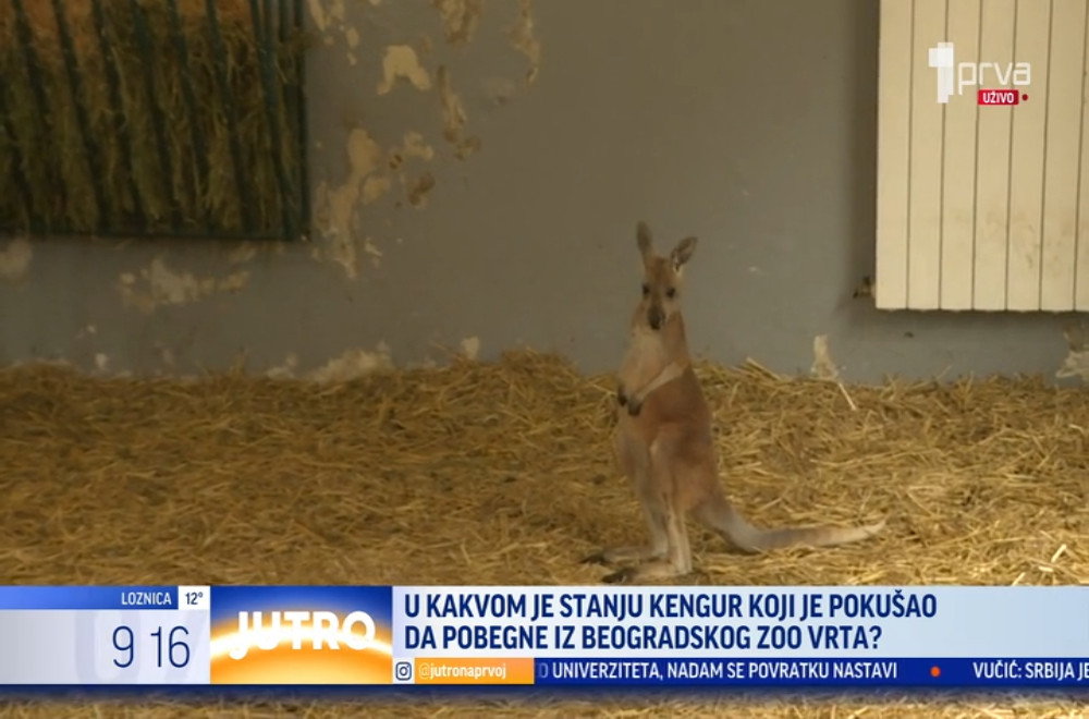 Gde se trenutno nalazi kengur koji je pobegao iz kaveza u beogradskom zoološkom vrtu?